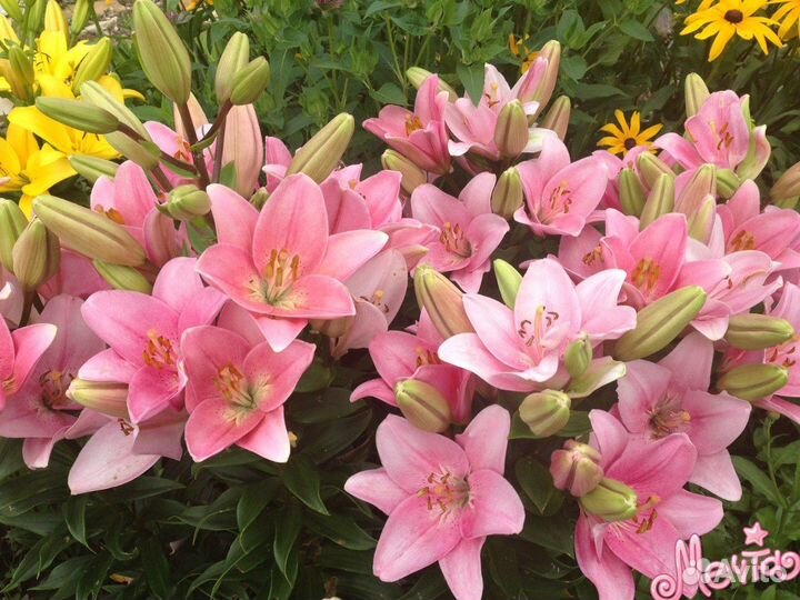 Шикарные лилии