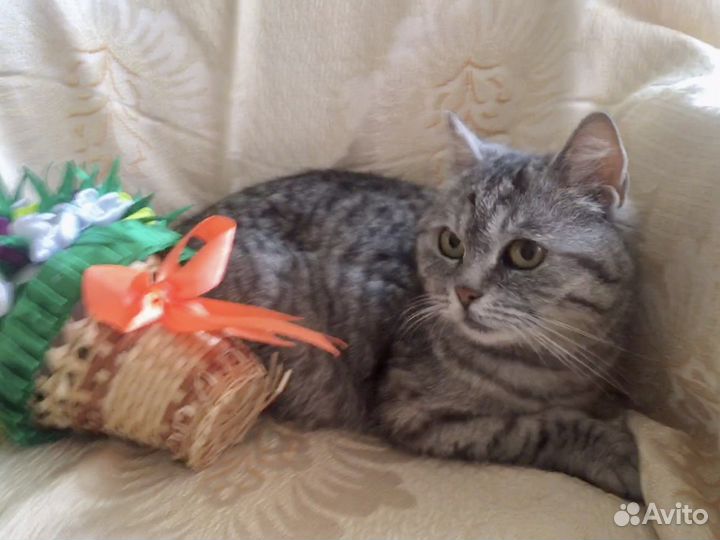 Замечательная кошечка ищет дом