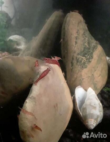 Аквариумная креветка молодняк