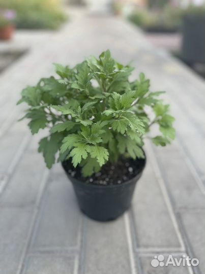 Хризантемы мультифлора