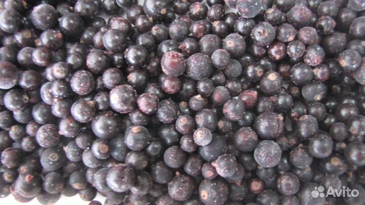 Черная смородина ягода. Замороженная