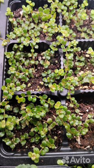 Растения для тропического флорариума