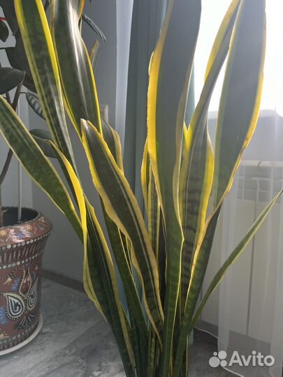 Сансевиерия сортовая