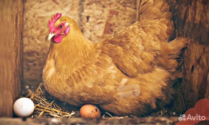 Куры несушки