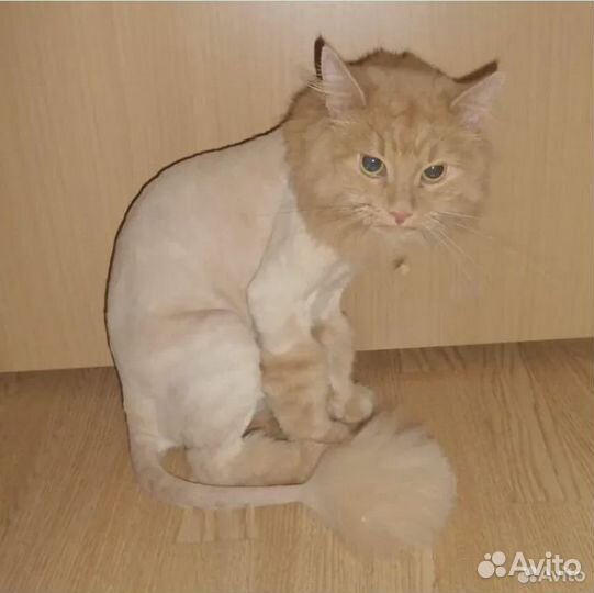 Вакцинация животных