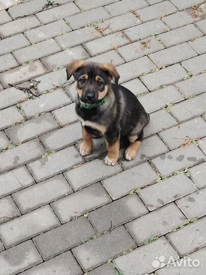 Дружелюбные щенки