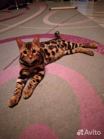 Бенгальский кот