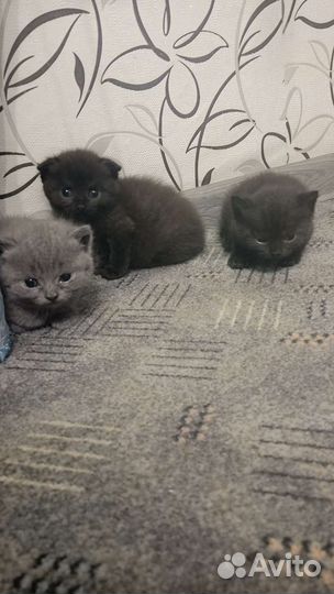 Шотландские котята