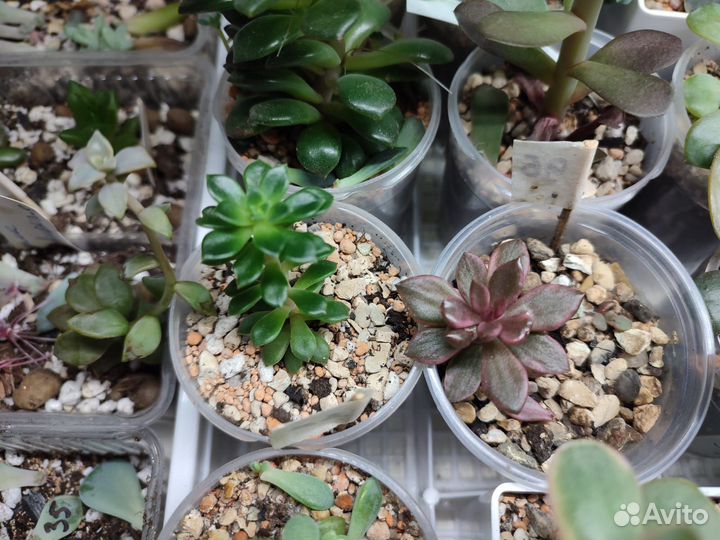 Суккуленты