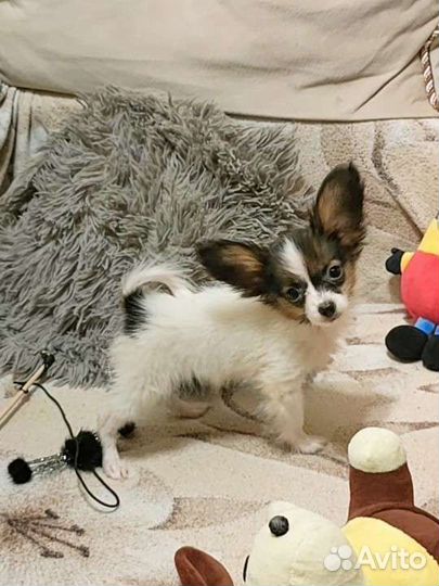 Папийон девочка с РКФ