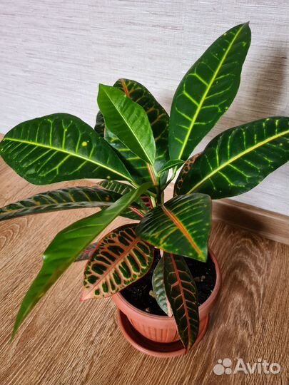 Кодиеум кротон