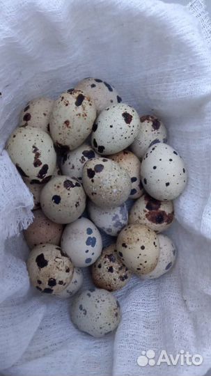 Яйца перепелиные инкубационное порода Техасский