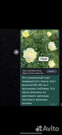 Корни пионов