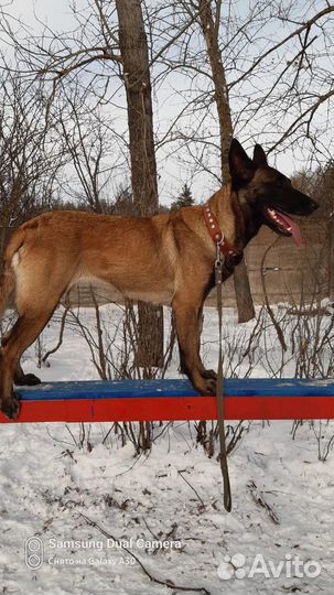 Продажа щенков