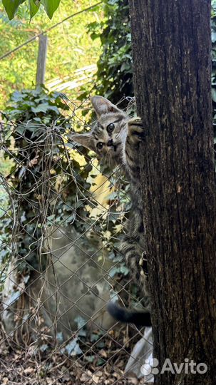 Кошечка в добрые руки