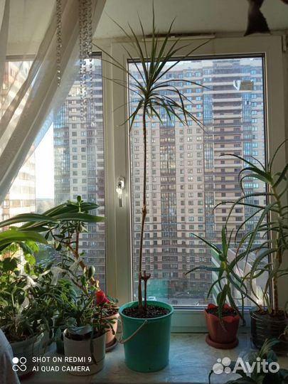 Пальма драцена