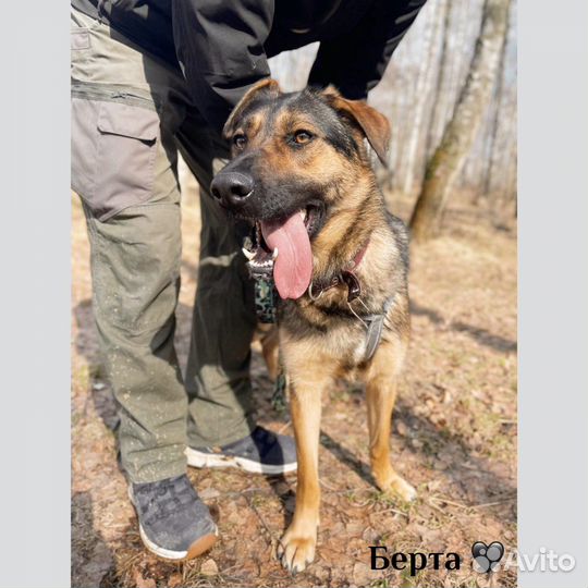 Берта очарочка ждет свою семью в приюте