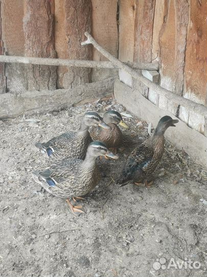 Подсадные утки