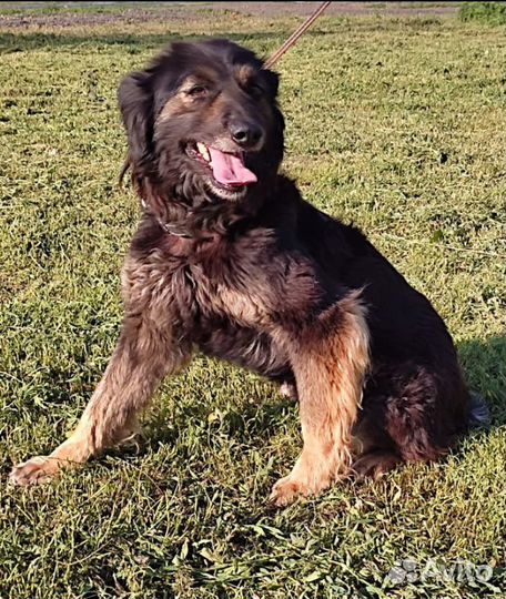 Небольшая собачка в поисках дома