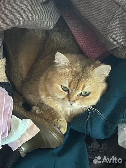 Британская золотая шиншилла