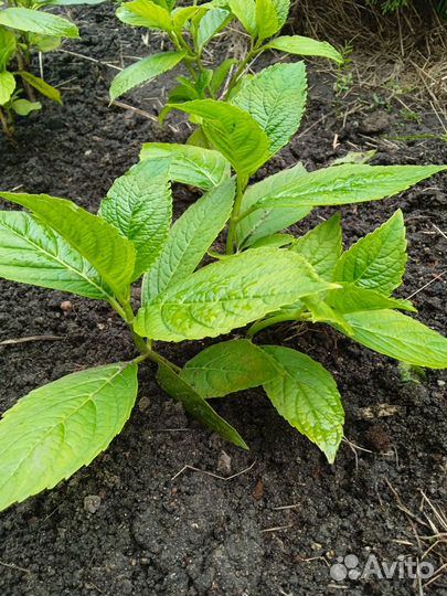 Гортензия Бесконечное лето