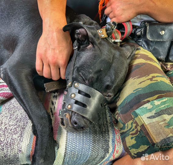 Собака питбуль