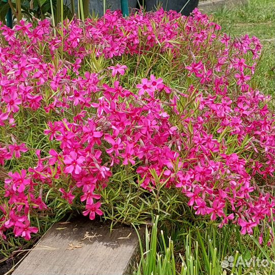 Флокс шиловидный. Скарлет. Многолетник