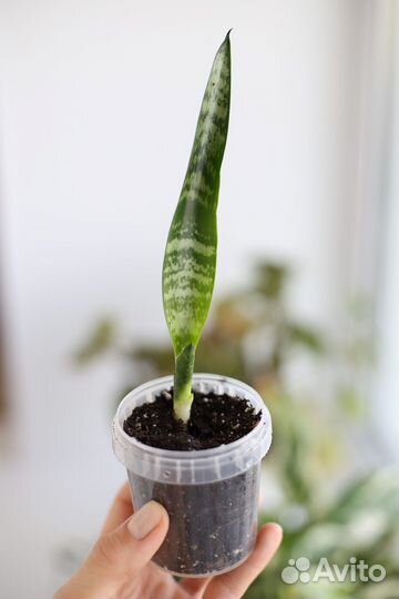 Сансеверия или щучий хвост