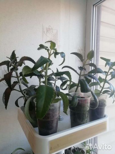 Каланхоэ лечебное