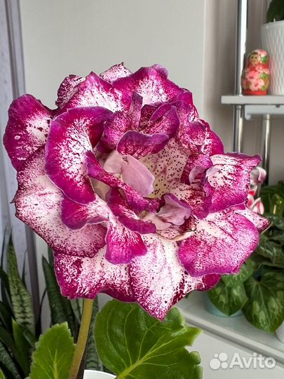 Глоксиния, сорт Баронесса