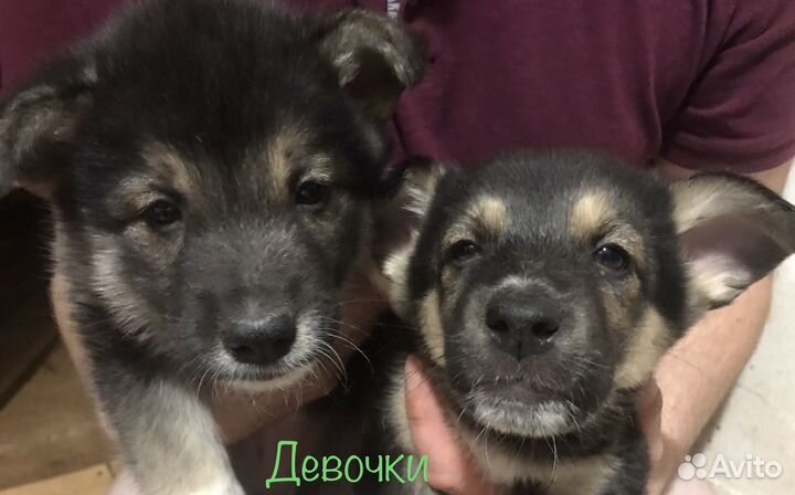 Отдам щенят в хорошие руки