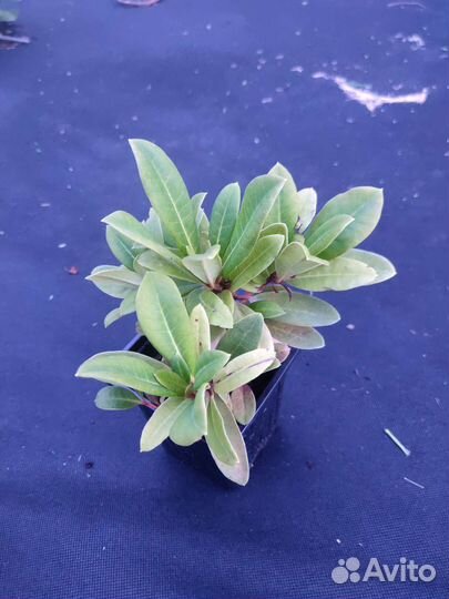 Рододендрон Марианна фон Вайцзеккер