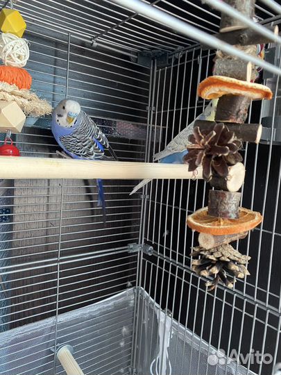 Клетка с волнистыми попугаями