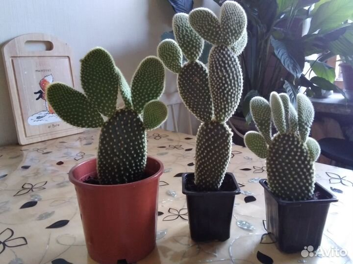 Опунция, фикус