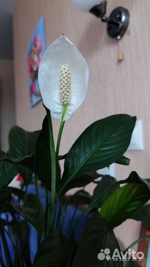 Спацифиллум женское счастье