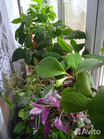 Комнатные цветы Китайская роза красная, обмен