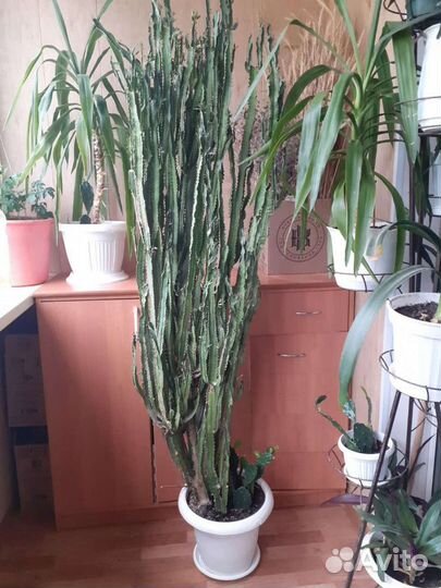 Молочай трехгранный