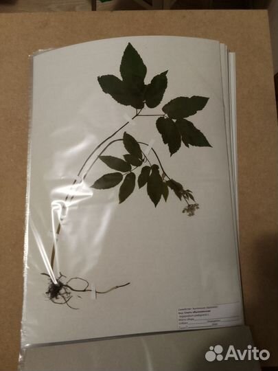Гербарий заброникрован
