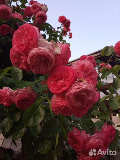Плетистая роза Антик 89