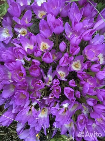 Безвременник