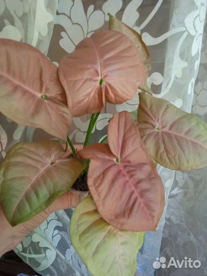 Сингониумы сортовые