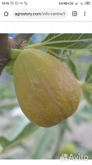 Инжир Королевский зкс