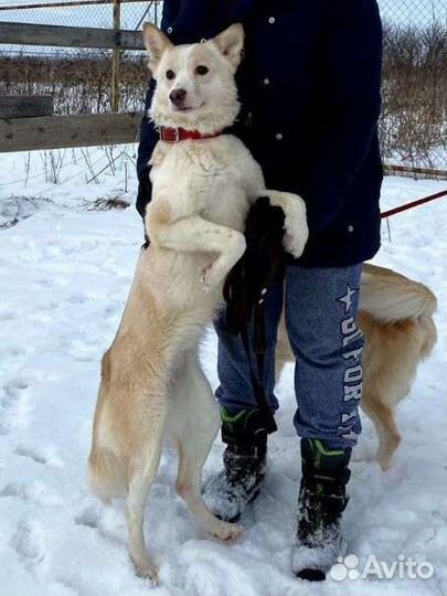 Лисёна и Акита ищут дом