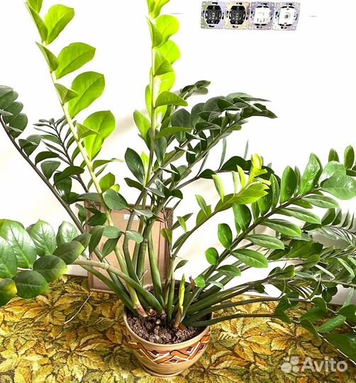 Замиокулькас