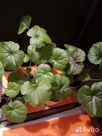 Пеларгония герань 6 видов из семян