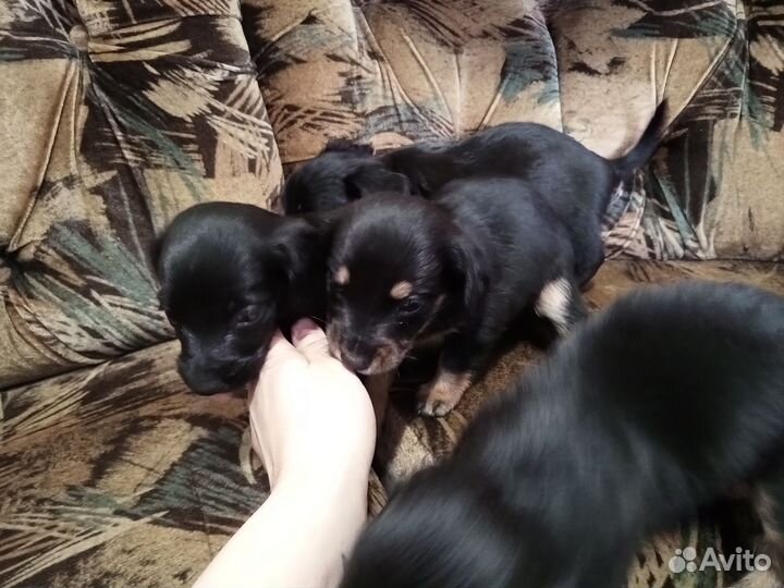 Щенки таксы