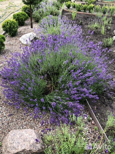 Саженцы лаванды
