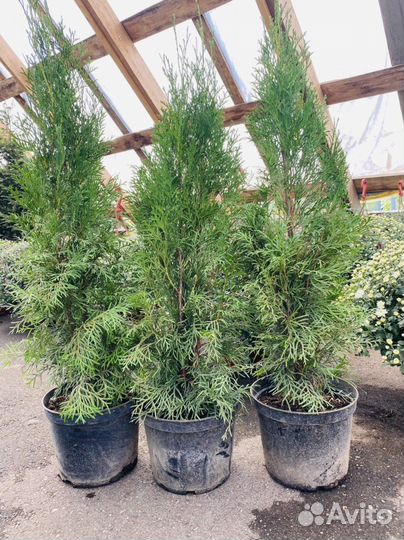 Туя западная Смарагд 80-100 см