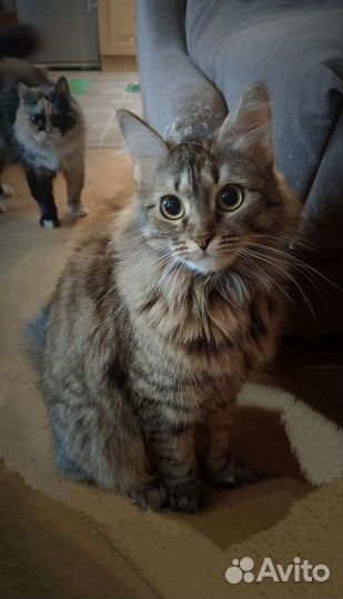 Очаровательная кошечка ищет себе хозяина