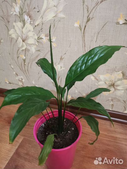 Спатифиллум. Цветок комнатный - Женское счастье